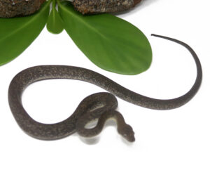 1-4C-Macklots-Python_2024_1-300x266 1-4C Macklot's Python_2024_1