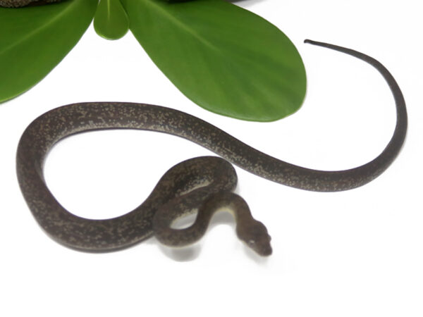 Macklot's Python (Male)