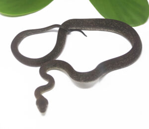 1-5A-Macklots-Python_2024_1-300x260 1-5A Macklot's Python_2024_1