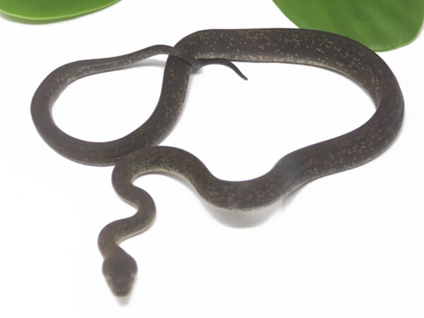 Macklot's Python (Male)