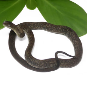 1-5B-Macklots-Python_2024_1-289x300 1-5B Macklot's Python_2024_1