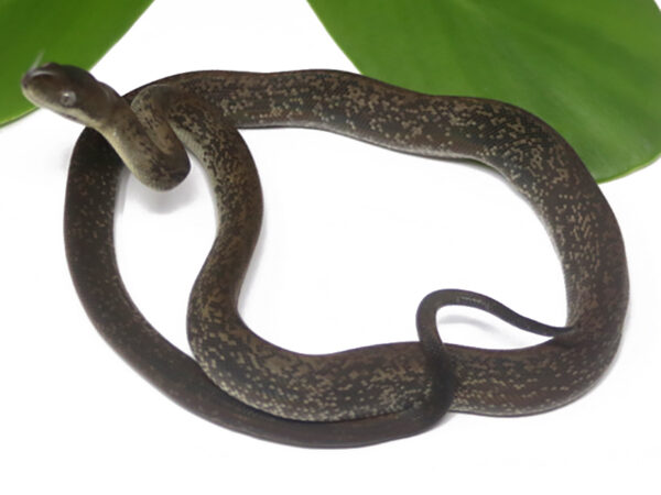 Macklot's Python (Female)