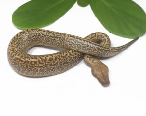 1-7A-Batik-Blood-Python_2024_1-300x239 1-7A Batik Blood Python_2024_1