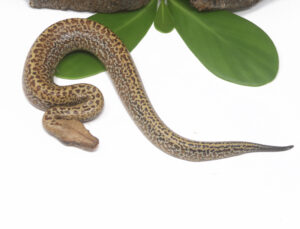 1-7C-Batik-Blood-Python_2024_1-300x229 1-7C Batik Blood Python_2024_1