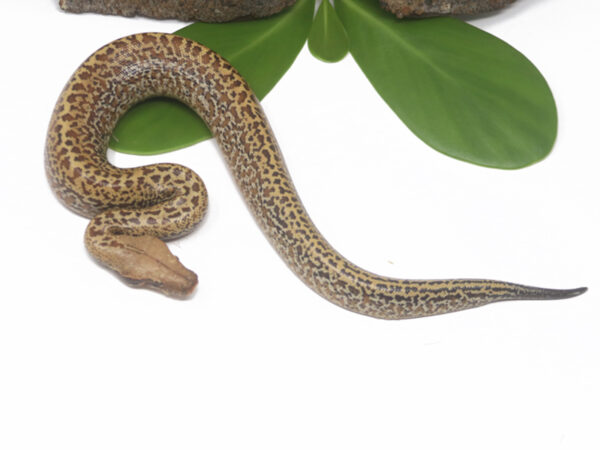 Batik Blood Python (Male)