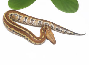 1-9C-Matrix-Blood-Python_2024_1-300x217 1-9C Matrix Blood Python_2024_1