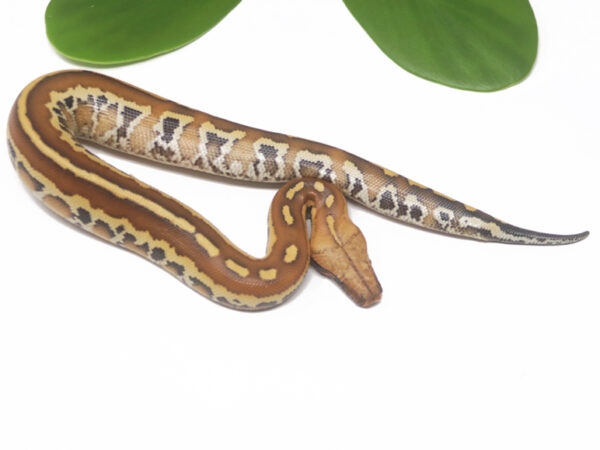 Matrix Blood Python (Male)