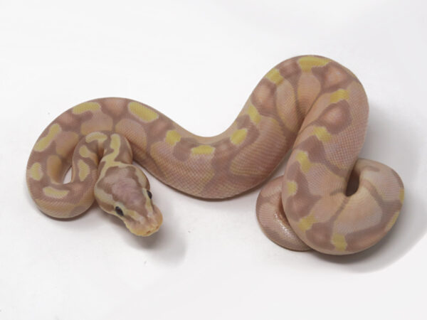 Super Banana Enchi Pastel (Male)