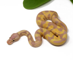 11-10B-Super-Banana-Enchi_2024_1-300x249 11-10B Super Banana Enchi_2024_1