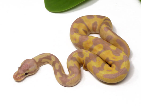 Super Banana Enchi (Male)
