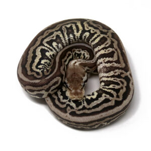 11-11B-Leopard-Spotnose-Pewter_2024_1-300x300 11-11B Leopard Spotnose Pewter_2024_1