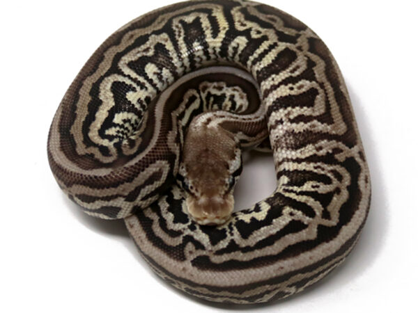 Leopard Spotnose Pewter (Female)