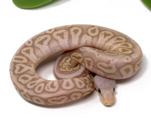 11-11C-Banana-Pewter-Spotnose-Enchi_2024_1-300x266 11-11C Banana Pewter Spotnose Enchi_2024_1