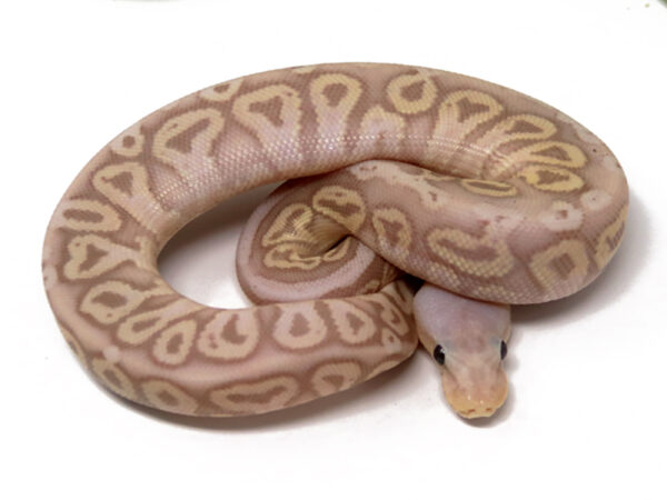 Banana Pewter Spotnose Enchi (Male)