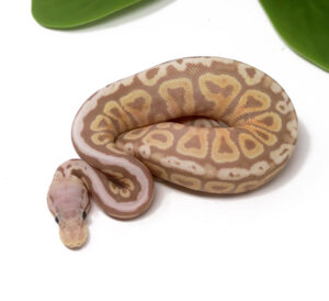 11-12A-Banana-Pewter-Spotnose_2024_1-300x274 11-12A Banana Pewter Spotnose_2024_1