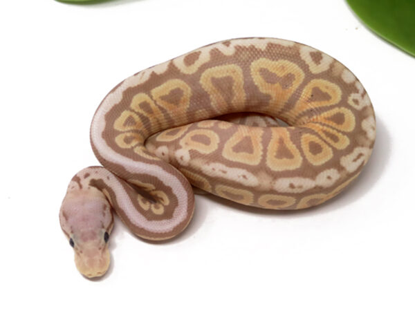 Banana Pewter Spotnose (Male)