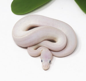 11-12B-Blue-Eye-Leucistic_2024_1-300x283 11-12B Blue Eye Leucistic_2024_1