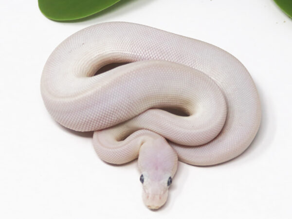 Blue Eye Leucistic (Male)