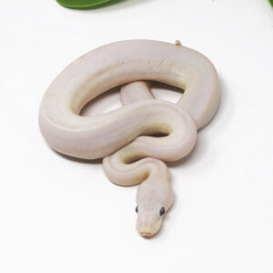 11-12C-Blue-Eye-Leucistic_2024_1-300x300 11-12C Blue Eye Leucistic_2024_1