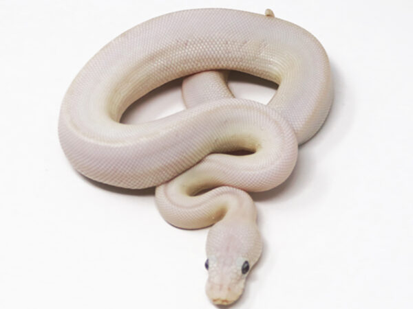 Blue Eye Leucistic (Male)