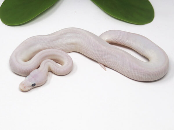 Blue Eye Leucistic (Male)