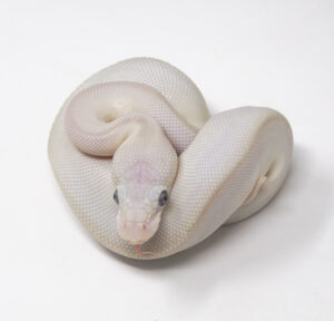 11-13B-Blue-Eye-Leucistic_2024_1-300x288 11-13B Blue Eye Leucistic_2024_1