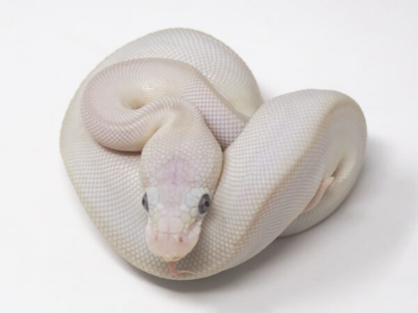 Blue Eye Leucistic (Female)