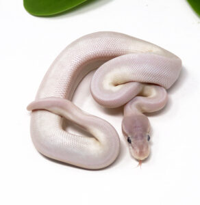 11-13C-Super-Mojave_2024_1-292x300 11-13C Super Mojave_2024_1