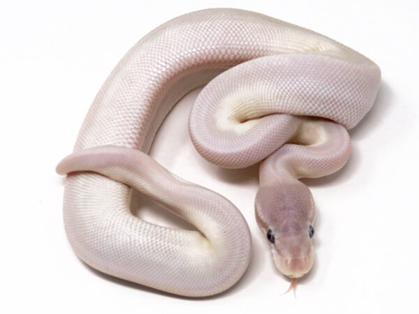 Super Mojave (Male)