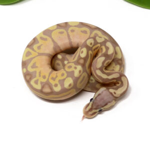 11-1A-Banana-Pastel_2024_1-300x283 11-1A Banana Pastel_2024_1