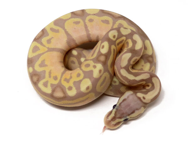 Banana Pastel (Female)