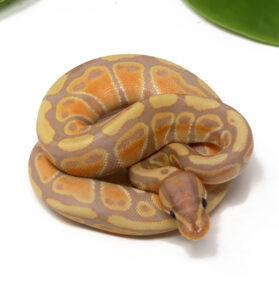 11-1C-Banana_2024_1-279x300 11-1C Banana_2024_1