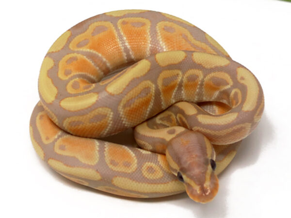 Banana (Female)