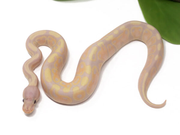 Super Banana (Male)