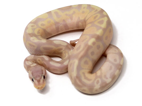 Super Banana Pastel (Male)
