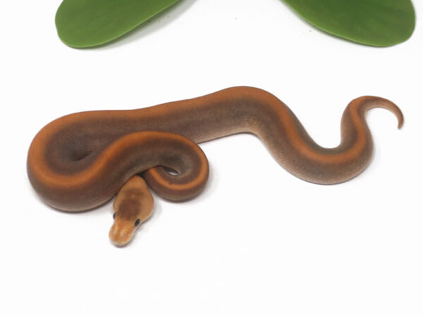 Champagne Black Pastel Pin (Female)