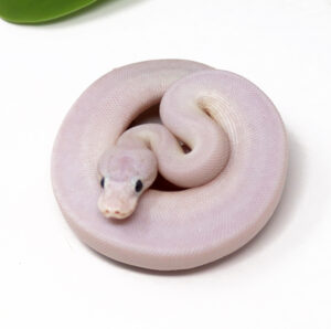 11-5A-Ivory-Combo_2024_1-300x298 11-5A Ivory Combo_2024_1