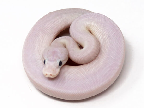 Ivory Combo (Male)