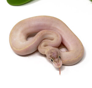 11-5B-Ivory-Combo_2024_1-300x288 11-5B Ivory Combo_2024_1