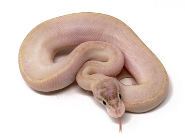 Ivory Combo (Male)