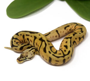 11-7A-Leopard-Enchi-Bee_2024_1-300x271 11-7A Leopard Enchi Bee_2024_1