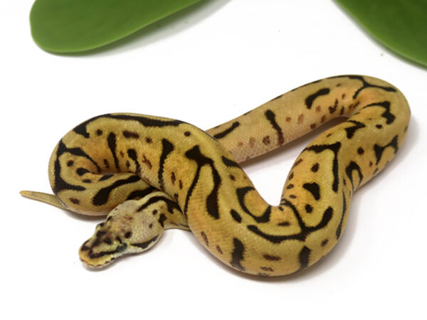 Leopard Enchi Bee (Female)