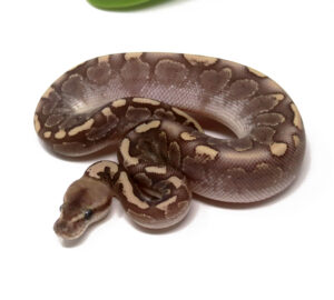 11-7B-Bamboo-Mahogany-Enchi_2024_1-300x270 11-7B Bamboo Mahogany Enchi_2024_1