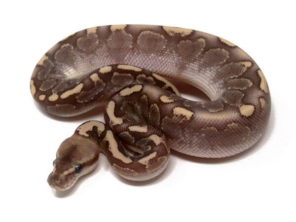 Bamboo Mahogany Enchi (Male)
