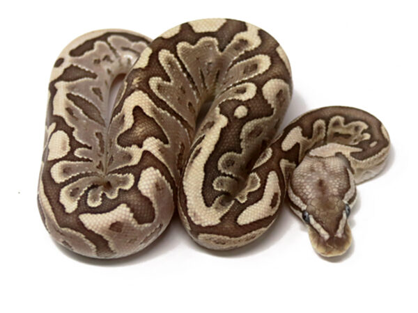 Bamboo Leopard Enchi (Male)