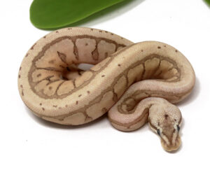 11-8A-Bamboo-Mahogany-Leopard-Spider-Enchi_2024_1-300x273 11-8A Bamboo Mahogany Leopard Spider Enchi_2024_1