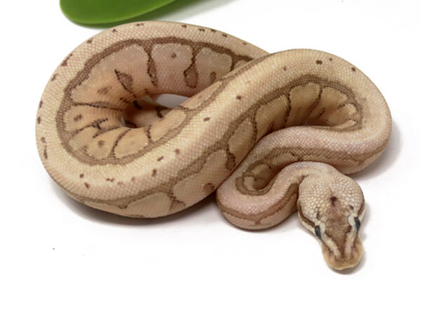 Bamboo Mahogany Leopard Spider Enchi? (Female)