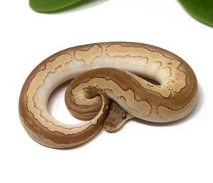 11-8B-Clown-Enchi-Cinnamon_2024_1-300x258 11-8B Clown Enchi Cinnamon_2024_1