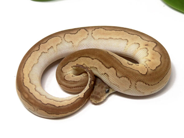 Clown Enchi Cinnamon (Female)