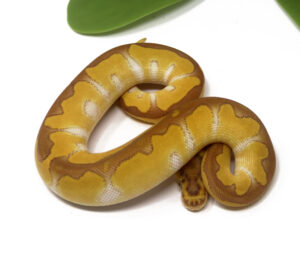 11-8C-Clown-Enchi-Butter_2024_1-300x254 11-8C Clown Enchi Butter_2024_1